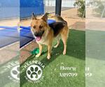 Small #1 German Shepherd Dog