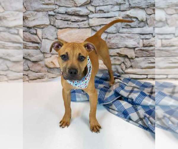 Medium Photo #6 Boxador Puppy For Sale in Kennesaw, GA, USA