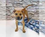 Small #5 Boxador