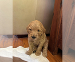 Small #34 Goldendoodle