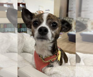Chihuahua Dogs for adoption in Mundelein, IL, USA