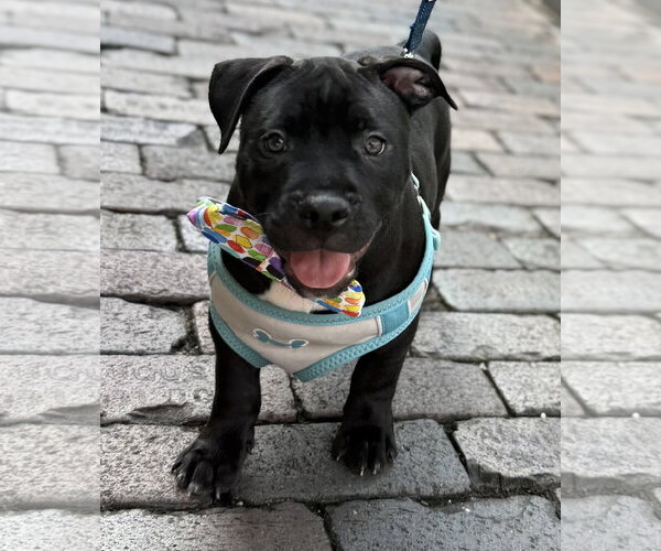 Medium Photo #10 American Bulldog-Unknown Mix Puppy For Sale in Sanford, FL, USA