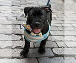 Small #9 American Bulldog Mix