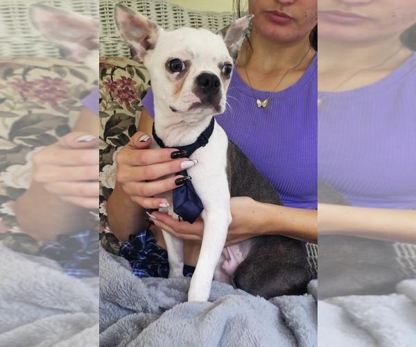 Medium Photo #4 Boston Terrier Puppy For Sale in MINERAL WELLS, WV, USA