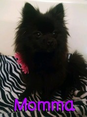 Mother of the Pomeranian puppies born on 04/20/2018