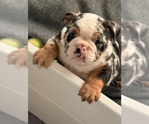 English Bulldog Puppy for Sale in MOSCOW MILLS, Missouri USA