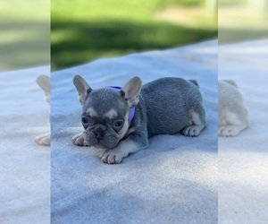 French Bulldog Puppy for Sale in ANTELOPE, California USA