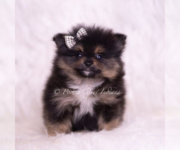 Medium Photo #7 Pomeranian Puppy For Sale in WARSAW, IN, USA