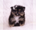 Small Photo #7 Pomeranian Puppy For Sale in WARSAW, IN, USA
