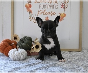 Faux Frenchbo Bulldog Puppy for sale in MILLERSBURG, OH, USA