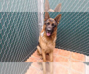 German Shepherd Dog Dogs for adoption in Downey, CA, USA