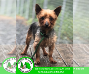 Mutt Dogs for adoption in Stroudsburg, PA, USA