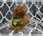 Small #4 Cavapoo