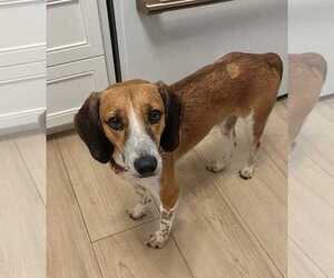 Finn IV - Male Beagle-Unknown Mix Dog for Adoption - Photo #13