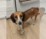 Small Photo #13 Beagle-Unknown Mix Puppy For Sale in Dunnellon, FL, USA