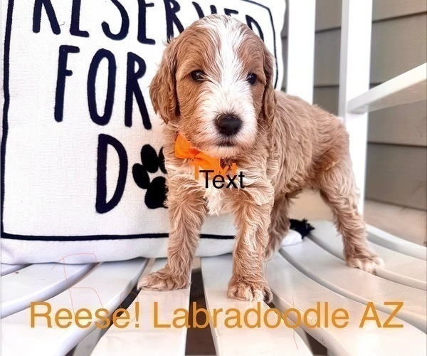 Medium Photo #1 Labradoodle Puppy For Sale in SAFFORD, AZ, USA