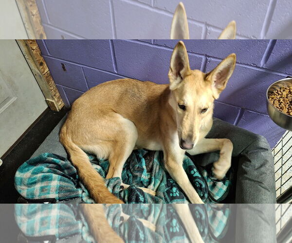 Medium Photo #18 Collie-German Shepherd Dog Mix Puppy For Sale in Sebec, ME, USA