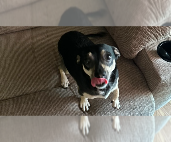 Medium Photo #1 Rat Terrier-Unknown Mix Puppy For Sale in Evansville, IN, USA