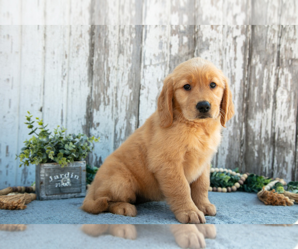 Medium Photo #2 Golden Retriever Puppy For Sale in HOLMESVILLE, OH, USA