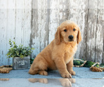 Small #1 Golden Retriever