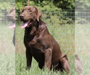 Father of the Labrador Retriever puppies born on 07/03/2026