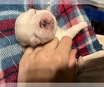 Small Photo #6 Pug Puppy For Sale in BLOOMINGTON, IL, USA