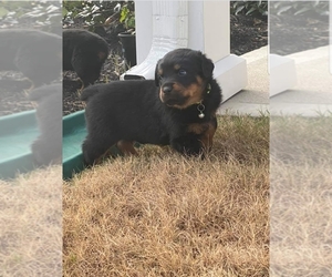 Rottweiler Puppy for sale in GREENVILLE, SC, USA