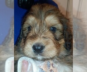 Bernedoodle Puppy for sale in DUNNELLON, FL, USA