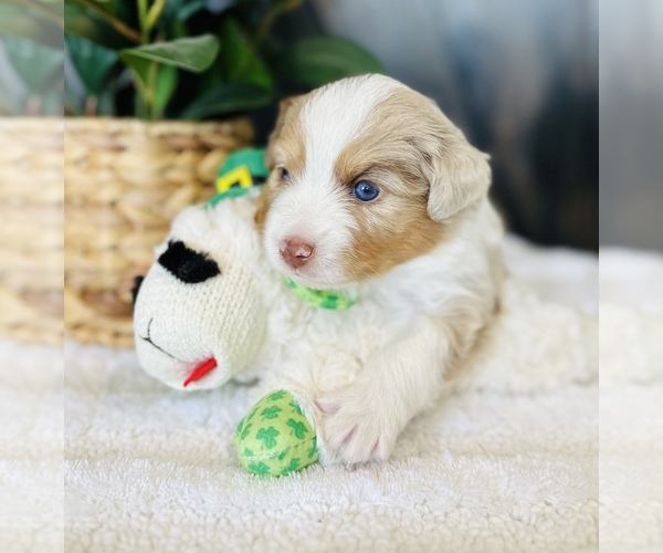 Medium Photo #3 Miniature Australian Shepherd Puppy For Sale in ANTHONY, FL, USA