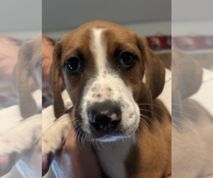 SAVANNAH'S LITTER: KALEKI - Female Labbe Dog for Adoption - Photo #6