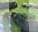 Small Photo #35 Labrador Retriever Puppy For Sale in OLYMPIA, WA, USA