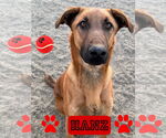Small #1 Rhodesian Ridgeback Mix