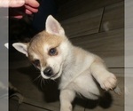 Small #3 Alaskan Klee Kai-Shiba Inu Mix