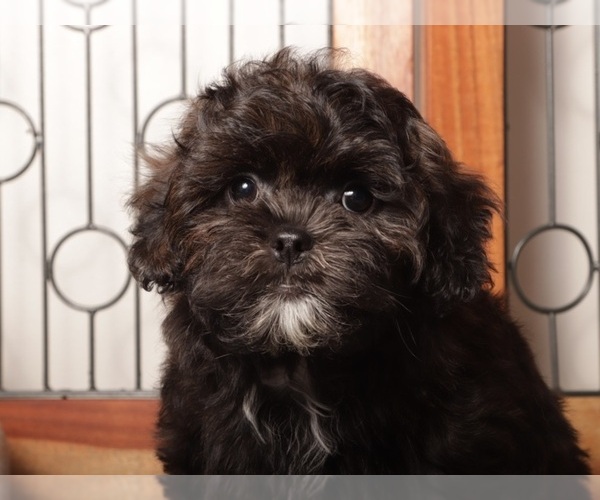 Medium Photo #2 Shorkie Tzu Puppy For Sale in NAPLES, FL, USA