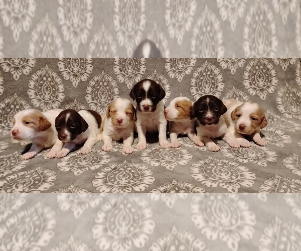 Medium Photo #1 Brittany Puppy For Sale in DOWAGIAC, MI, USA