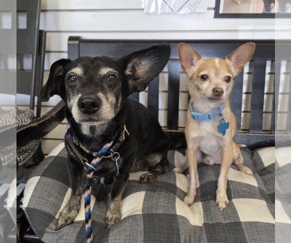 Medium Photo #6 Chihuahua-Unknown Mix Puppy For Sale in Amarillo, TX, USA