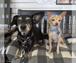 Small #5 Chihuahua Mix