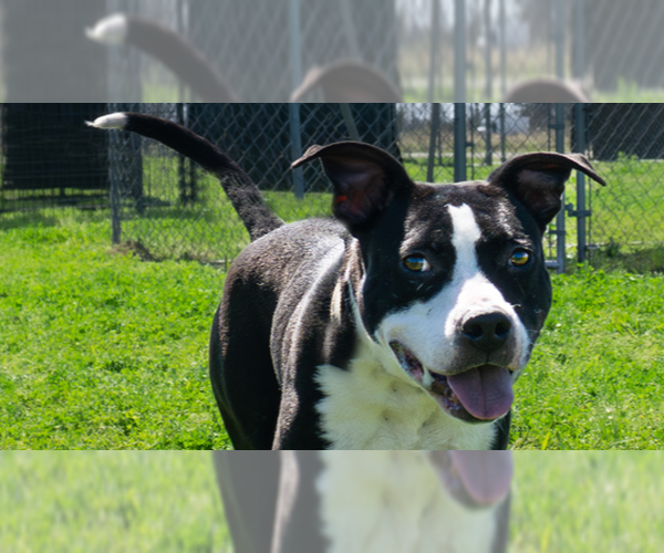 Medium Photo #4 Mutt Puppy For Sale in Abbeville, LA, USA