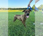 Small #2 Black Mouth Cur-Labrador Retriever Mix