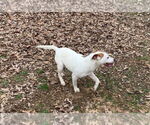 Small #2 Mutt