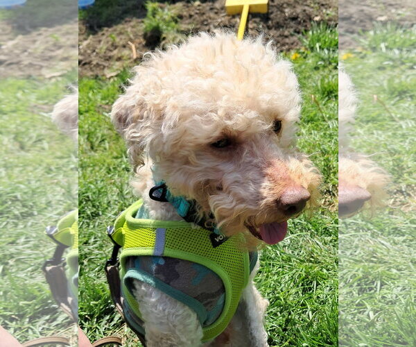 Medium Photo #3 Mutt Puppy For Sale in Harrisburg, PA, USA