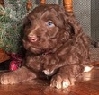 Small Photo #2 Aussiedoodle Puppy For Sale in ARBA, IN, USA