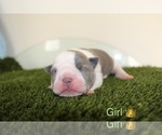 Small Photo #3 American Bully Puppy For Sale in BALTIMORE, MD, USA