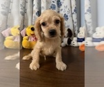 Small #11 Cocker Spaniel
