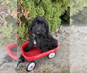 Cockapoo Puppy for sale in MIDDLEBURY, IN, USA