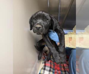 Labrador Retriever-Unknown Mix Dogs for adoption in Riverside, CA, USA