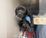 LULU - Female Labrador Retriever-Unknown Mix Dog for Adoption - Small photo