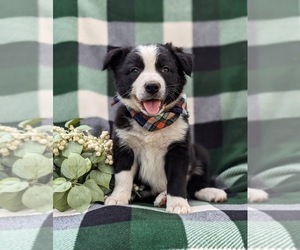 Border Collie Puppy for sale in KIRKWOOD, PA, USA