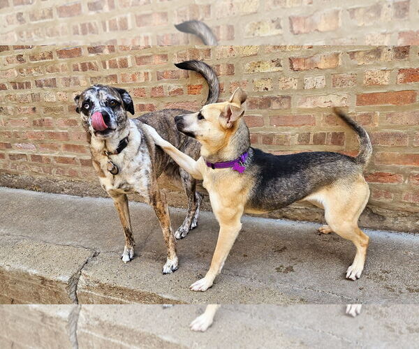 Medium Photo #4 Mutt Puppy For Sale in Chicago, IL, USA