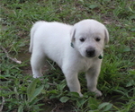 Puppy Cooper Anatolian Shepherd-Labrador Retriever Mix